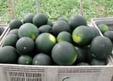 La falta de demanda hunde los precios de melón y sandía