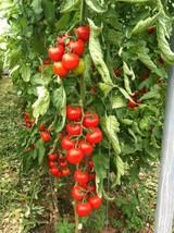 Top Seeds inicia la campaña de otoño en tomate