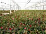 El valor de las exportaciones de plantas y flores de Almería se incrementa un 55% entre enero y abril