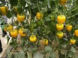 El Ministerio de Agricultura autoriza la comercialización de fitosanitarios a base de flonicamida 50% para pimiento bajo abrigo