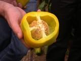 El pimiento es la hortaliza de la competencia que más alertas sanitarias causa a lo largo del año