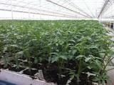 El Banco de Germoplasma Vegetal Andaluz colaborará con la Red ‘Cultivando Biodiversidad’ en la conservación de la agrodiversidad andaluza
