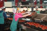 Alemania y Francia se mantienen como primeros destinos de las exportaciones agroalimentarias andaluzas entre enero y abril de 2013