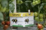Natupol: la colmena de Koppert con más de 25 años al servicio del agricultor