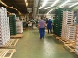 Almería es un buen cliente de las fábricas de envases de plástico y cartón para hortalizas