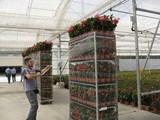 Almería incrementa un 53% el valor de las exportaciones de plantas y flor ornamental entre enero y julio