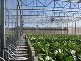 Vegetal World, la primera feria especializada en tecnología para la agricultura mediterránea
