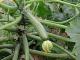 El precio del calabacín se dispara y supera con creces el euro por kilo