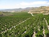 Italia compra el 39% de las naranjas que exporta Almería y Alemania más del 30% de los limones