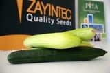 Zayintec desarrolla en Almería la nueva variedad de pepino blanco que triunfa en la distribución holandesa