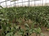 La berenjena triplica su precio en origen, en la última semana, y el calabacín lo duplica