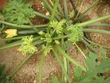 La Junta celebra en La Mojonera una jornada técnica sobre el Tomato leaf curl New Delhi virus en cultivos hortícolas protegidos