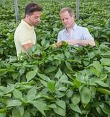 NatuGro, el protocolo de Koppert para cosechar con residuo cero, amplía sus herramientas contra las enfermedades causadas por hongos y bacterias