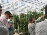 “Elio, de Sipcam Iberia, contribuye eficazmente al control de oídio en tomate”