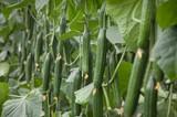 Más de 300 agricultores conocen las características de Tesoro F1*, nueva variedad de pepino largo de Nunhems