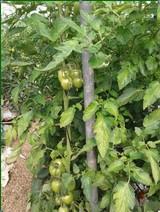 Aumenta la incidencia del virus de la clorosis del tomate en este cultivo