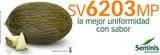 Seminis presenta los excelentes resultados de su melón piel de sapo SV6203MP