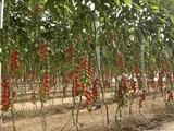 La Navidad comienza con precios aceptables para los productos hortofrutícolas almerienses