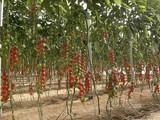 La Navidad comienza con precios aceptables para los productos hortofrutícolas almerienses