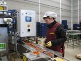 La empresa Balcón de Níjar amplía su capacidad de envasado de tomate cherry ecológico con ayuda de la Junta