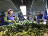 Almería destina más de 1.000 hectáreas al cultivo de brócoli, habas, alcachofas, cebollas y guisantes