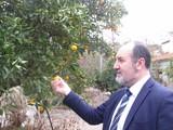 El 20% de las mandarinas que exporta Almería se envía a los mercados de Polonia, Rusia y Ucrania