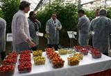 Syngenta apuesta fuerte por el segmento de tomate para snack con variedades con intenso sabor y vivos colores