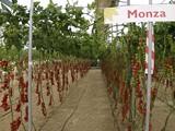 La Red de Alerta e Información Fitosanitaria de la Junta de Andalucía constata un nivel alto de mosca blanca en el Campo de Níjar y medio en el Poniente y la capital