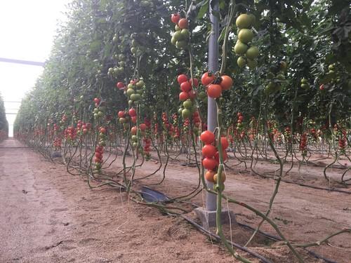 El IVIA organiza un curso sobre Horticultura Ecológica del 6 al 10 de noviembre