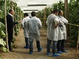 Seminis presenta a los agricultores su pepino '091' en unas jornadas de puertas abiertas los días 13 y 14 de febrero