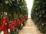El valor de las exportaciones de frutas y hortalizas españolas aumentó un 11 por ciento en 2013