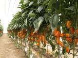 Bulgaria destruye una partida de pimiento turco con casi 20 veces más insecticida y acaricida formetanate del permitido