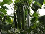 Syngenta muestra los cultivos de Kantaka, su pepino de invierno
