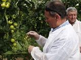 Syngenta muestra el enorme potencial de Valkirias en tomate ramo y Kantaka en pepino holandés