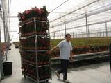 Almería incrementa un 53% el valor de la exportación de plantas vivas y flor cortada en 2013