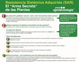 Las vacunas vegetales refuerzan el sistema inmunitario de las plantas