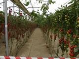 La Red de Alerta e Información Fitosanitaria de la Junta de Andalucía advierte de la alta existencia de mosca blanca en plantas pequeñas de tomate de El Ejido
