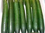 El pepino registra un ligero descenso en el inicio del mes de marzo