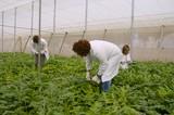 La Junta celebra en el IFAPA de La Mojonera una jornada sobre avances técnicos en horticultura ecológica bajo plástico
