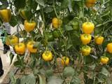 Turquía introduce una partida de pimiento en la Unión Europea con más del doble de malatión del permitido