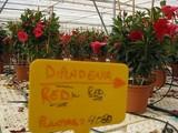 Almería incrementa un 49% el valor de la exportación de plantas vivas y flor cortada en enero