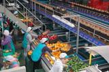 El número de empresas alimentarias exportadoras aumenta un 7,6 por ciento en 2013 hasta un total de 17.292
