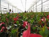Francia adquiere el 48% de las plantas ornamentales que  exporta Almería y Holanda el 100% de la flor cortada