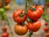 Yüksel Tohum, calidad y experiencia en el desarrollo de semillas hortícolas