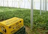Agrobío lanza su nueva colmena ‘Inversus’ para la polinización de frutales y otros cultivos