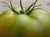 Los tomates de Rijk Zwaan garantizan una excelente calidad los 365 días del año