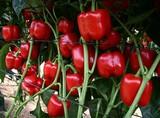 El ciclo largo en pimiento ofrece más producción y rentabilidad al agricultor