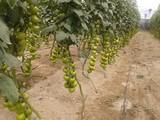 Campo de Níjar, una agricultura pionera con más de 1.000 hectáreas de ecológico
