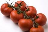 Fitó destacó en Expolevante sus tomates Paladium y Duratom, así como la sandía Martina