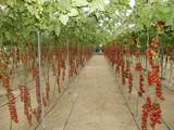 Tomate y pimiento italiano se venden a precios irrisorios en las subastas en los últimos días
